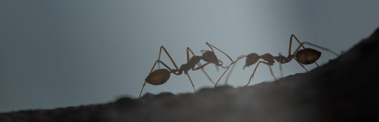 The best tips to get rid of carpenter ants