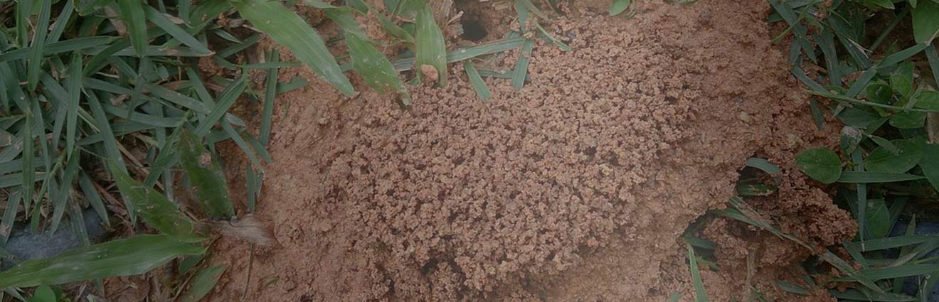 Image illustrant des nids de fourmis.