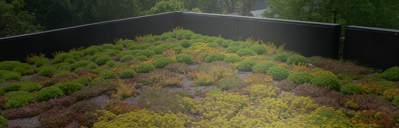 Image illustrating a green roof.